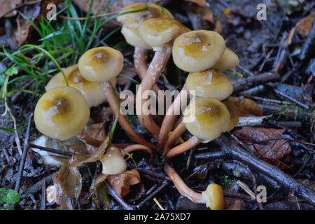 Honig Pilz wächst nach Regen im Herbst Stockfoto