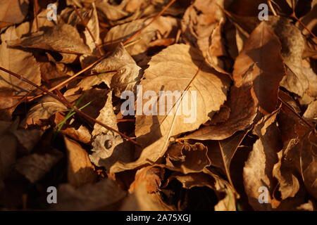 Hintergrund der trockenen Braun gefallenen Blätter im Herbst. Stockfoto