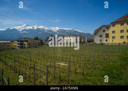 Die schönen Weinberge außerhalb der Keller des Fürsten von Liechtenstein Weingut in Liechtenstein. Stockfoto