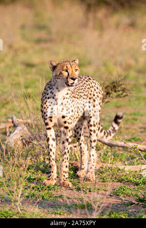 Juvenile männliche Geparden (Acinonyx jubatus), Mashatu Game Reserve, Botswana Stockfoto