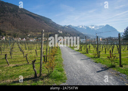 Die schönen Weinberge außerhalb der Keller des Fürsten von Liechtenstein Weingut in Liechtenstein. Stockfoto