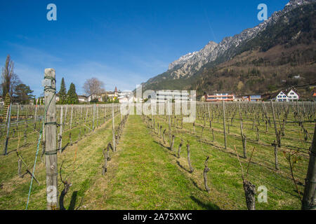 Die schönen Weinberge außerhalb der Keller des Fürsten von Liechtenstein Weingut in Liechtenstein. Stockfoto