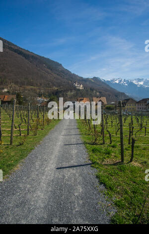 Die schönen Weinberge außerhalb der Keller des Fürsten von Liechtenstein Weingut in Liechtenstein. Stockfoto