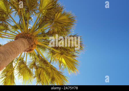 Palm Tree gesehen von unten an sonnigen Tag, Vintage getonten Bild für Sommer Hintergrund oder Ferienhäuser Konzept. Stockfoto