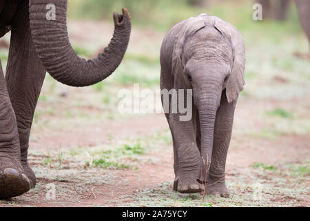 Afrikanischer Elefant (Loxodonta africana) Baby zu Fuß neben Mutter, Mashatu Game Reserve, Botswana Stockfoto