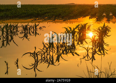 Überflutet junge maisfeld Plantage mit beschädigten Kulturen im Sonnenuntergang nach schweren Regenzeit, dass der Ertrag von Kulturpflanzen auswirken wird Stockfoto