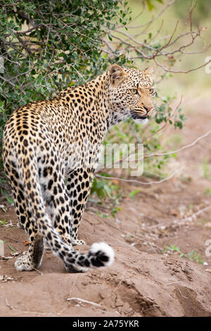 Weibliche Leopard (Panthera pardus) stehend, Mashatu Game Reserve, Botswana Stockfoto