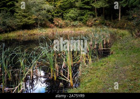 Schilf wächst in einem kleinen Teich in einem Waldgebiet. Stockfoto