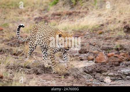 Männliche Leopard (Panthera pardus) wandern, Mashatu Game Reserve, Botswana Stockfoto