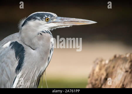 Ardea cinerea Graureiher, Fischreiher Stockfoto