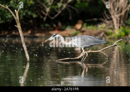 Ardea cinerea Graureiher, Fischreiher Stockfoto