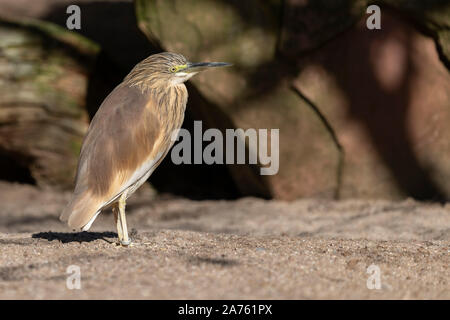 Rallenreiher, ardeola ralloides, squacco Heron Stockfoto