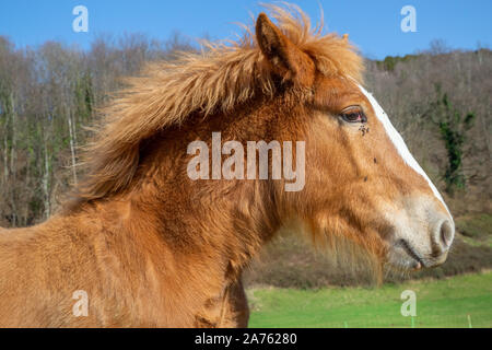 Chestnut Fohlen des Entwurfs der Pferd mit auf dem Gesicht gegen Bäume und wolkenlosen blauen Himmel an einem sonnigen Tag in der Natur fliegt Stockfoto