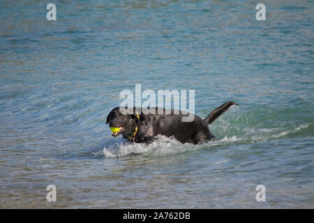 Schwarzer Labrador am Strand Stockfoto