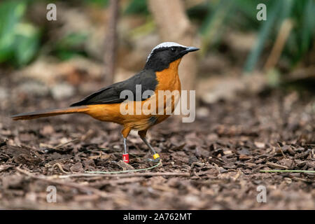 Cossypha albicapilla, Schuppenkopfroetel, Weiß - gekrönte Robin-Chat Stockfoto