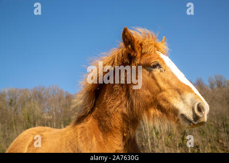 Chestnut Fohlen des Entwurfs der Pferd mit auf dem Gesicht gegen Bäume und wolkenlosen blauen Himmel an einem sonnigen Tag in der Natur fliegt Stockfoto