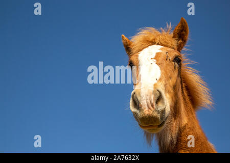 Chestnut Fohlen des Entwurfs der Pferd mit auf dem Gesicht stand gegen den blauen Himmel an einem sonnigen Tag in der Natur fliegt Stockfoto