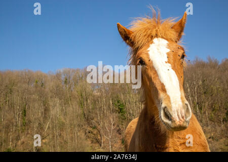 Chestnut Fohlen des Entwurfs der Pferd mit auf dem Gesicht gegen Bäume und wolkenlosen blauen Himmel an einem sonnigen Tag in der Natur fliegt Stockfoto