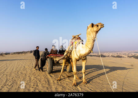 Jaisalmer, Indien - 27. Februar 2018: Kamel in der Wüste Thar Jaisalmer, Rajasthan, Indien Safari. Stockfoto