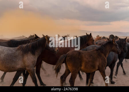 Nahaufnahme der Pferde und in der Staubwolke in Abend Stockfoto