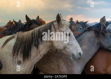 Nahaufnahme der Pferde und Western Cowboy im Hintergrund in Abend Stockfoto