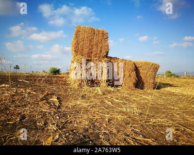 beautiful haystacks in the middle of a harvested wheat field Stockfoto