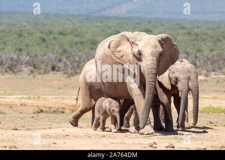 Afrikanische Elefanten (Loxodonta africana) mit matriach (Mutter) und Kind mit drei Jugendliche, Addo Elephant National Park, Eastern Cape, Südafrika Stockfoto