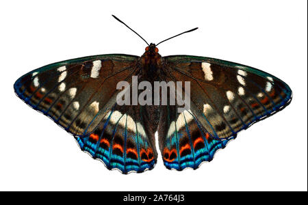 Schmetterling Pappel Admiral (Limenitis populi) schließen, auf weißem Hintergrund. großer Schmetterling mit dunkelbraunen Flügel, weiße Flecken und rot und Blu Stockfoto