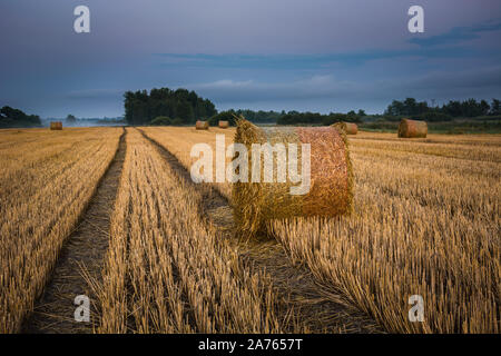 Runde Heuballen auf Stoppeln, Bäume und Abendhimmel Stockfoto