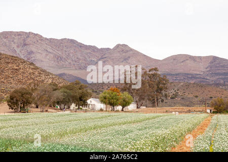 Felder von Zwiebel Pflanzen mit Blumen für die Produktion von Zwiebel Saatgut für die Landwirtschaft auf einer Farm auf der R 62, Klein Karoo, Western Cape, Südafrika Afrcia Stockfoto