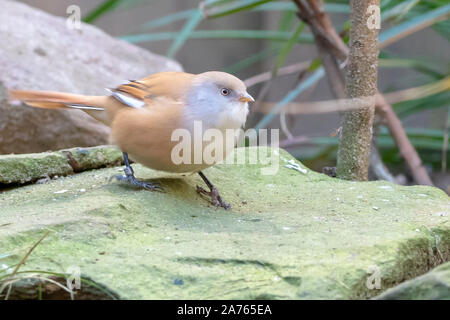 Panurus biarmicus, bartmeise Bartmeise, bärtigen Stockfoto