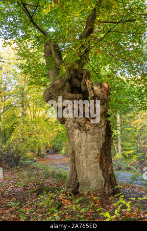 Burnham Beeches National Nature Reserve im Herbst, Buckinghamshire, Großbritannien. Alte hohle pollarded Buche. Stockfoto