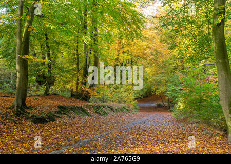 Burnham Beeches National Nature Reserve im Herbst, Buckinghamshire, Großbritannien Stockfoto