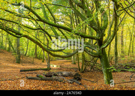 Burnham Beeches National Nature Reserve im Herbst, Buckinghamshire, Großbritannien Stockfoto