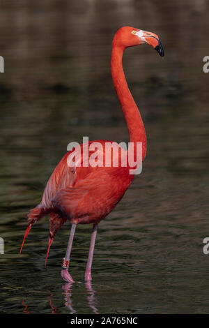 Phoenicopterus ruber Roseus, Flamingo, Rosaflamingo, Greater Flamingo Stockfoto