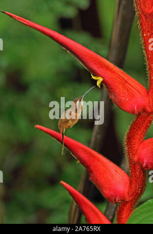 Stripe-throated Einsiedler (Phaethornis striigularis) nach der Fütterung im Flower El Valle, Panama November Stockfoto