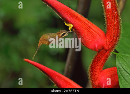 Stripe-throated Einsiedler (Phaethornis striigularis) nach der Fütterung im Flower El Valle, Panama November Stockfoto