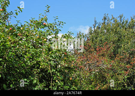 Wilde Äpfel, Holzäpfel und Weißdorn-Beeren reifen in eine Hecke Stockfoto