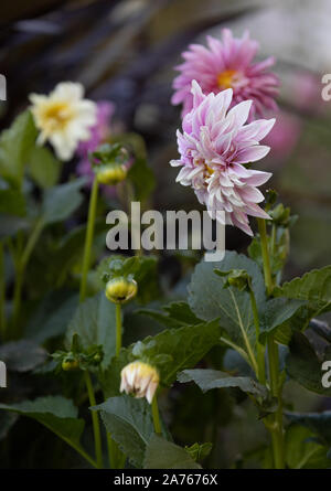 Rosa Dahlien mit Blättern und Knospen Stockfoto