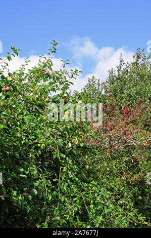 Wilde Äpfel und Weißdorn-Beeren wachsen in eine Hecke. Stockfoto