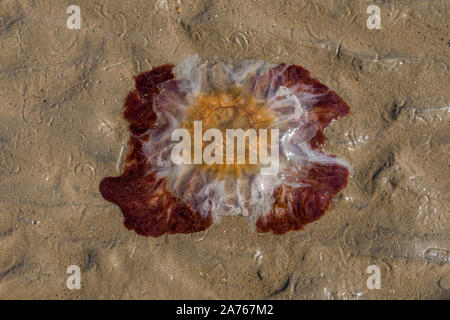 Lion's Mane (Cyanea Capillata) Quallen am Strand gestrandet - Crosby Strand in der Nähe von Liverpool, Merseyside, Großbritannien Stockfoto