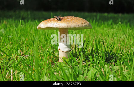 Die BLUSHER. Amanita Rubescens und ein Fleisch fliegen, Sarcophaga carnaria. Stockfoto