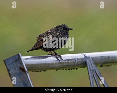 Nach Star (Sturnus vulgaris) auf Gate im schweren Regen thront, Shetland Stockfoto