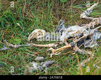 Schädel und Knochen der Toten Kaninchen (Oryctolagus cuniculus), Shetland Stockfoto