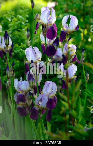 Iris Wabash, bärtigen Iris, Iris germanica, Weiß, Lila, Farbe, Farbe, blüte, blume, Blüte, RM Floral Stockfoto