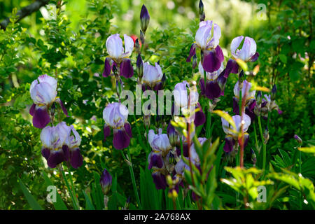 Iris Wabash, bärtigen Iris, Iris germanica, Weiß, Lila, Farbe, Farbe, blüte, blume, Blüte, RM Floral Stockfoto