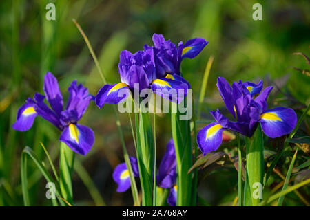 Iris x hollandica Professor Blaauw, Dutch Iris Professor Blaauw, Blau, Gelb, Dutch Iris, Frühling, Blume, Blumen, Garten, RM Floral Stockfoto