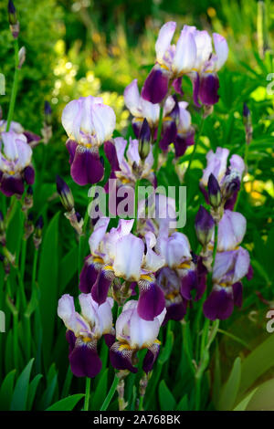 Iris Wabash, bärtigen Iris, Iris germanica, Weiß, Lila, Farbe, Farbe, blüte, blume, Blüte, RM Floral Stockfoto