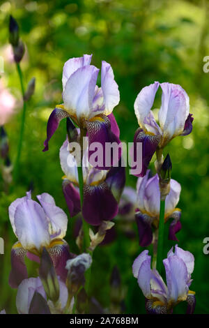 Iris Wabash, bärtigen Iris, Iris germanica, Weiß, Lila, Farbe, Farbe, blüte, blume, Blüte, RM Floral Stockfoto