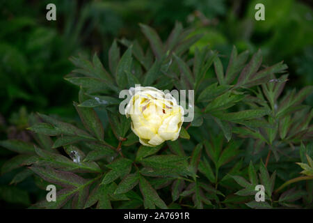 Paeonia suffruticosa, helle gelbe Blume, creme Blume, Baum Pfingstrose, Frühling, Garten, Gärten, RM Floral Stockfoto